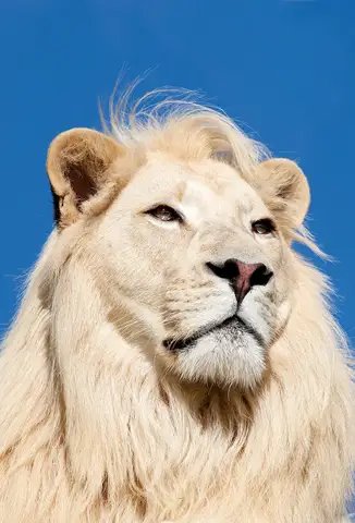 Özel Tasarım Aslan duvar kağıdı, EDK-TABLO-ASLAN-001