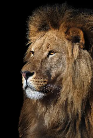 Özel Tasarım Aslan duvar kağıdı, EDK-TABLO-ASLAN-002