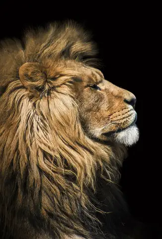 Özel Tasarım Aslan duvar kağıdı, EDK-TABLO-ASLAN-003