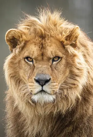 Özel Tasarım Aslan duvar kağıdı, EDK-TABLO-ASLAN-006