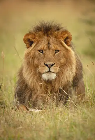 Özel Tasarım Aslan duvar kağıdı, EDK-TABLO-ASLAN-007