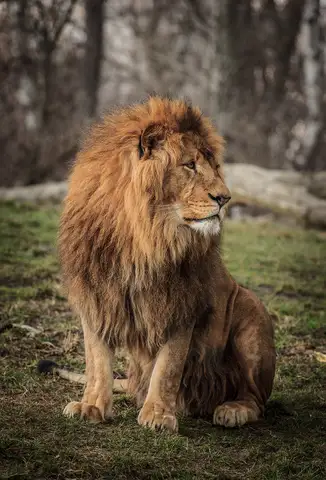 Özel Tasarım Aslan duvar kağıdı, EDK-TABLO-ASLAN-008
