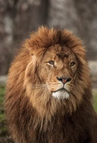 Özel Tasarım Aslan duvar kağıdı, EDK-TABLO-ASLAN-009