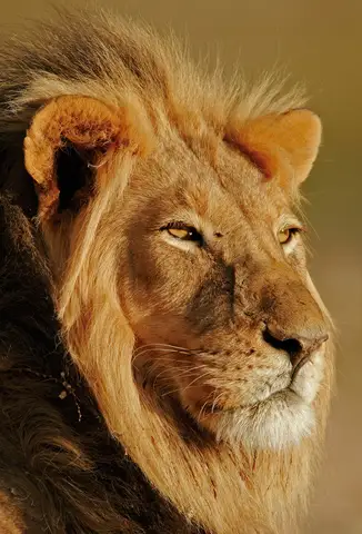 Özel Tasarım Aslan duvar kağıdı, EDK-TABLO-ASLAN-010