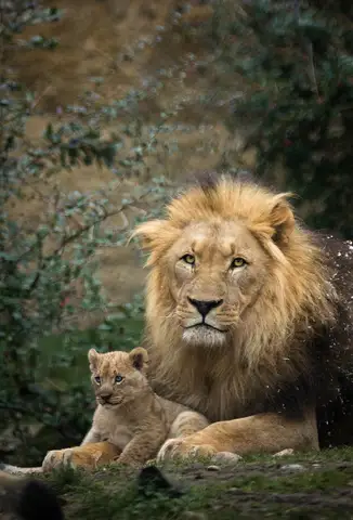 Özel Tasarım Aslan duvar kağıdı, EDK-TABLO-ASLAN-011