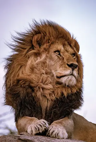 Özel Tasarım Aslan duvar kağıdı, EDK-TABLO-ASLAN-012