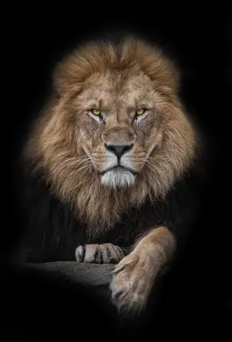 Özel Tasarım Aslan duvar kağıdı, EDK-TABLO-ASLAN-015