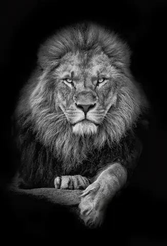 Özel Tasarım Aslan duvar kağıdı, EDK-TABLO-ASLAN-016