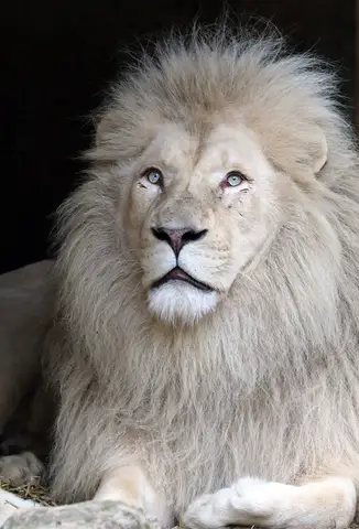 Özel Tasarım Aslan duvar kağıdı, EDK-TABLO-ASLAN-020