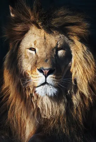 Özel Tasarım Aslan duvar kağıdı, EDK-TABLO-ASLAN-021