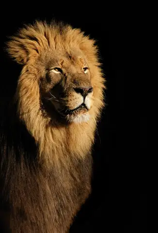 Özel Tasarım Aslan duvar kağıdı, EDK-TABLO-ASLAN-022