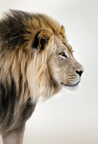 Özel Tasarım Aslan duvar kağıdı, EDK-TABLO-ASLAN-025