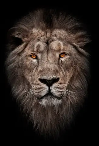 Özel Tasarım Aslan duvar kağıdı, EDK-TABLO-ASLAN-027