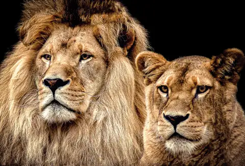 Özel Tasarım Aslan duvar kağıdı, EDK-TABLO-ASLAN-031
