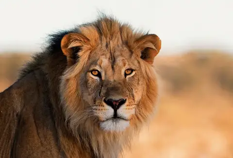 Özel Tasarım Aslan duvar kağıdı, EDK-TABLO-ASLAN-034