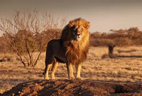 Özel Tasarım Aslan duvar kağıdı, EDK-TABLO-ASLAN-035