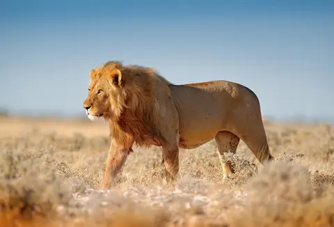Özel Tasarım Aslan duvar kağıdı, EDK-TABLO-ASLAN-037