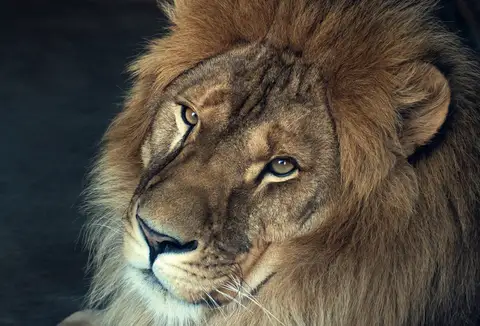 Özel Tasarım Aslan duvar kağıdı, EDK-TABLO-ASLAN-039